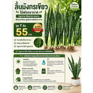 ชุด7ต้น65บาท สูง60ซม.ลิ้นมังกรเขียวลายสวย ไม้ฟอกอากาศ