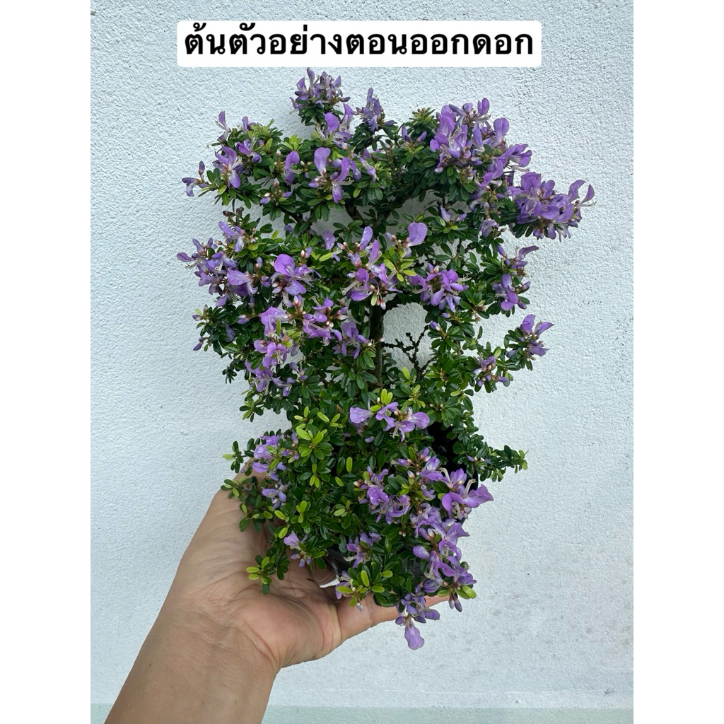 ต้นม่วงเจริญแคระ (หลินซาน
