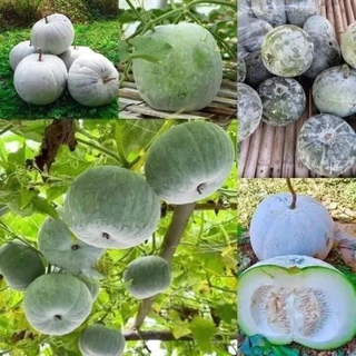 เมล็ดพันธุ์ฟักหอมใบเตย100เมล็ด69บาท