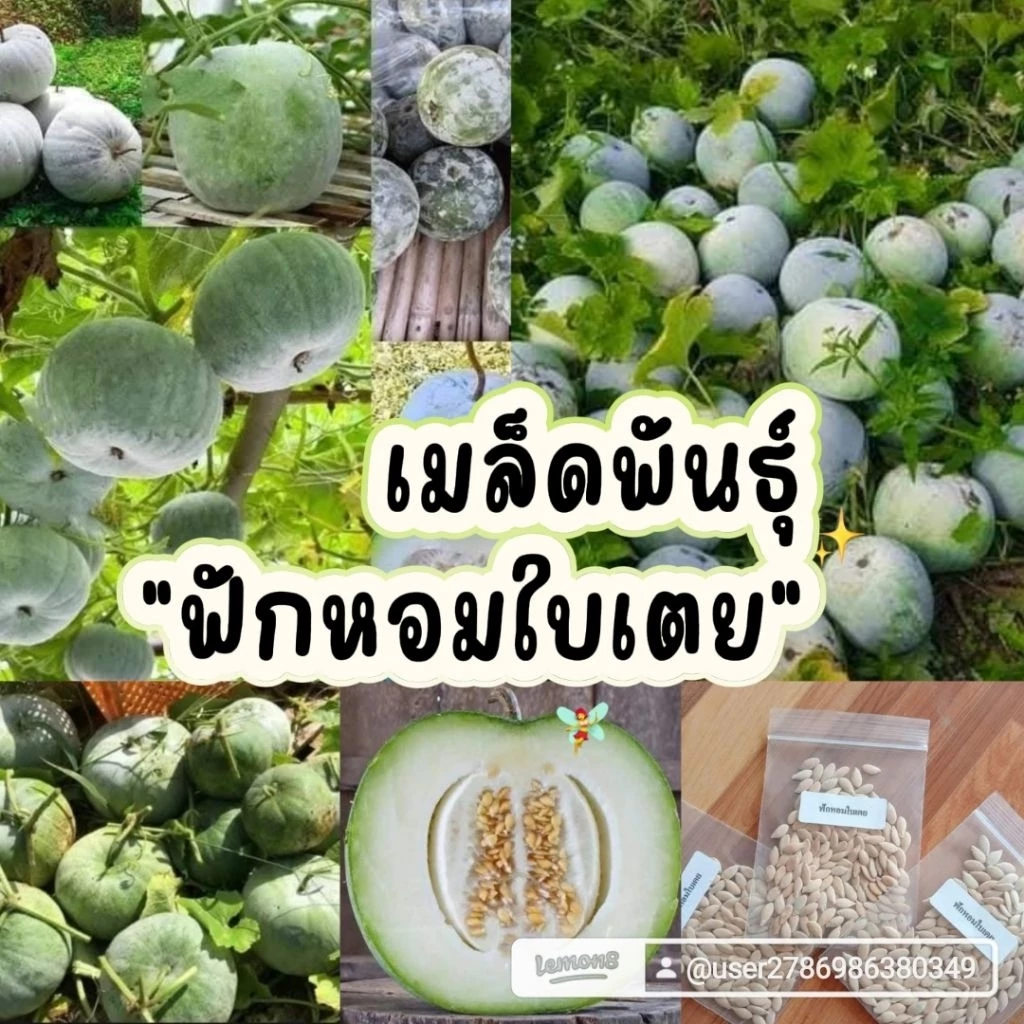 เมล็ดพันธุ์ฟักหอมใบเตย100เมล็ด69บาท