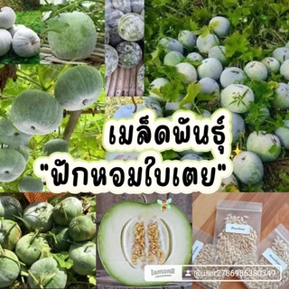 เมล็ดพันธุ์ฟักหอมใบเตย100เมล็ด69บาท