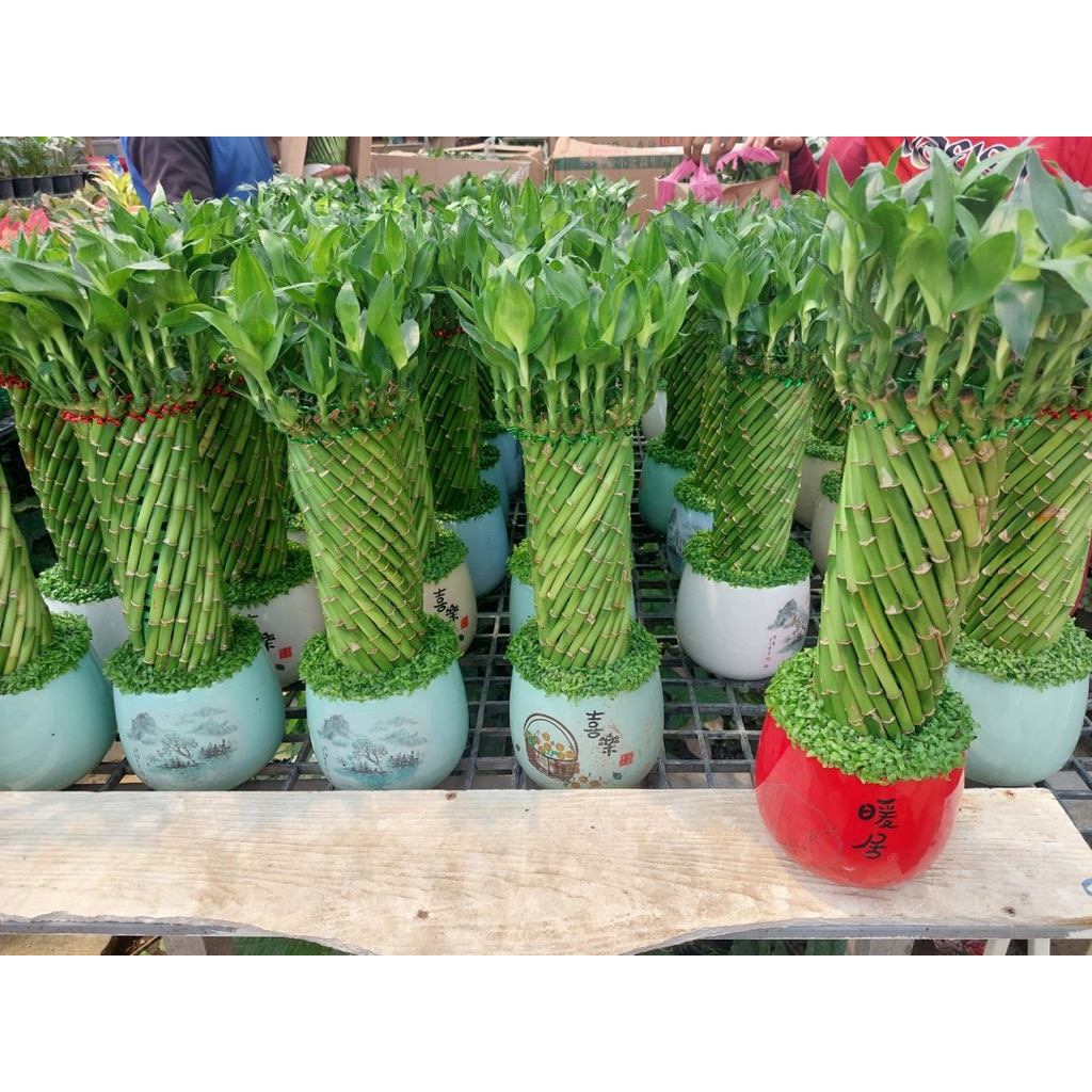 25/5/26ไผ่กวนอิม Lucky Bamboo ต้นไผ่กวนอิม มีชื่อวิทยาศาสตร์ว่า : D. braunii Engl. ถิ่นกำเนิด ทวีปแอฟริกา เป็นไม้ประดับ