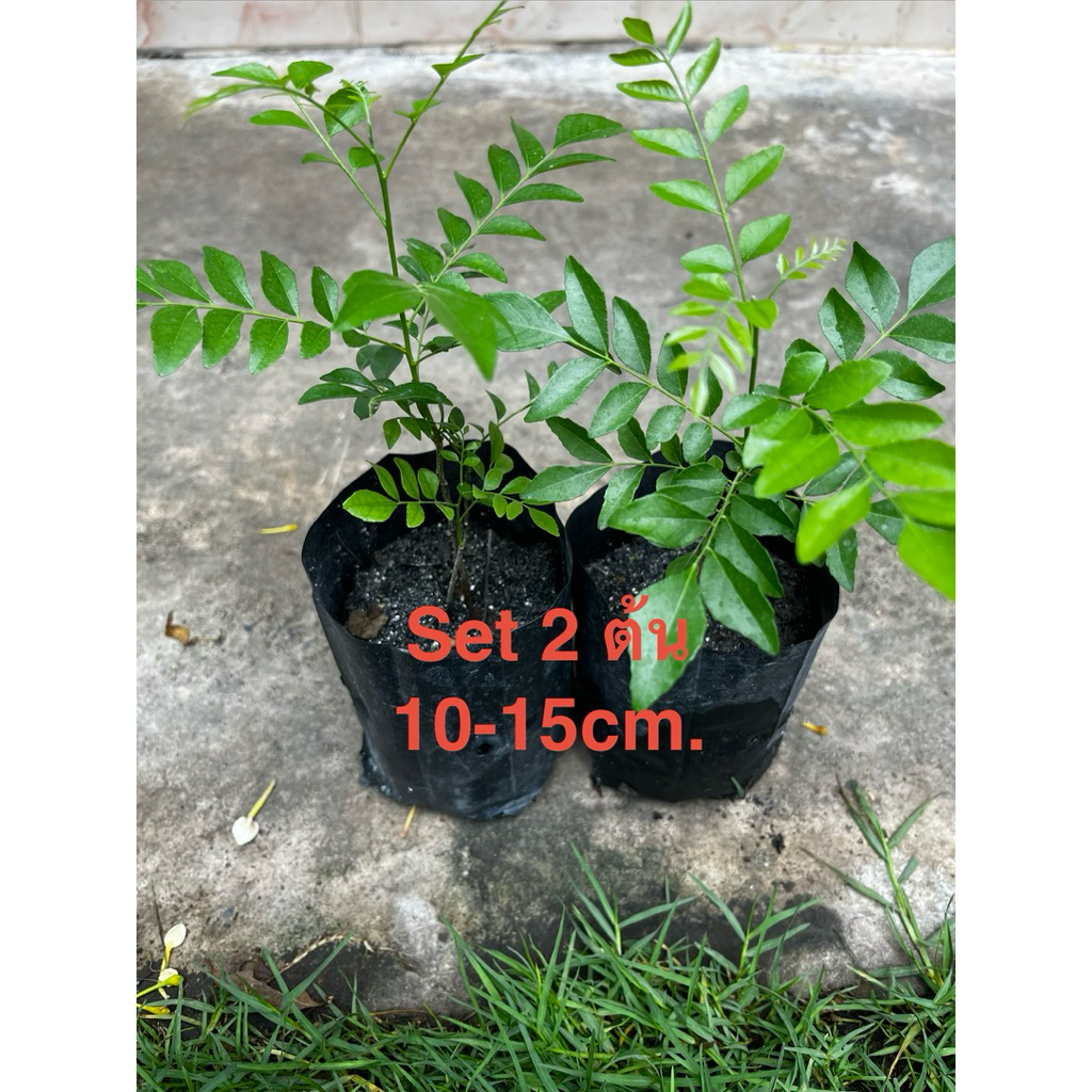Curryleavesต้นหอมแขกSetคู่2ต้นขนาด10-15cm.