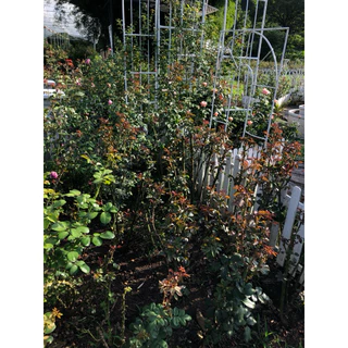 ปุ๋ยบำรุงรากกุหลาบ Family rose garden พร้อมส่ง