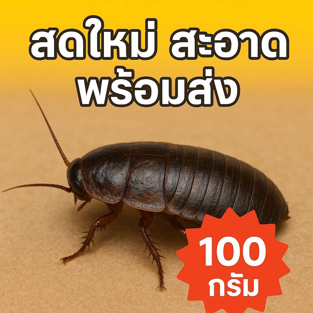 ดูเบียสะอาด100กรัม อาหารสัตว์ สะอาด แคลเซียมสูง พร้อมส่ง