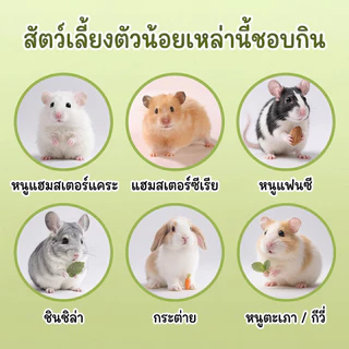 โมบายคุ้กกี้ทิโมธี ของเล่นกระต่าย คุ้กกี้หญ้า ลับฟัน หมดปัญหาฟันยาว สำหรับสัตว์ฟันแทะ กระต่าย แกสบี้