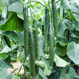 เมล็ดแตงกวาญี่ปุ่น เมล็ดพันธุ์นำเข้า ตัวเลือก 30 เมล็ด