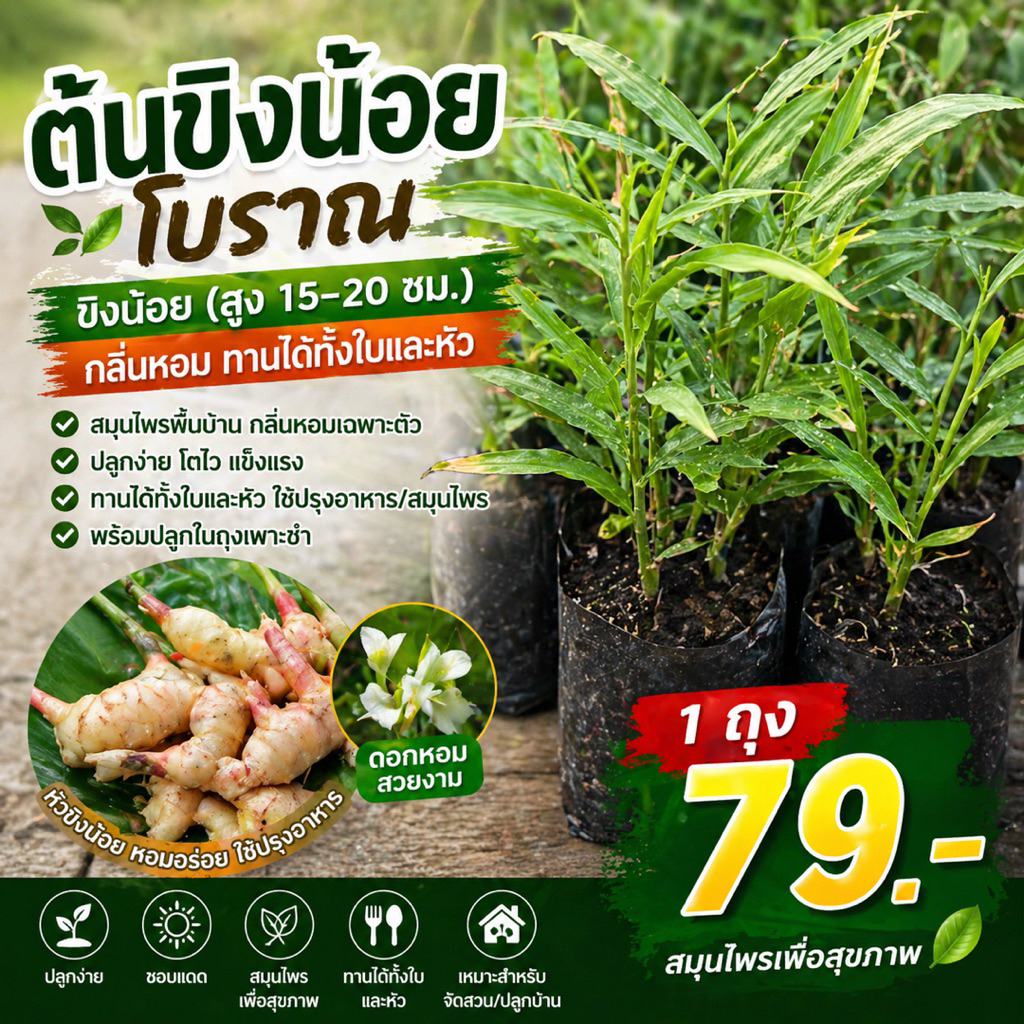 ต้นกล้า ขิงน้อยโบราณ พันธุ์หายาก หอมมาก กินใบกินหัวได้ ต้นแข็งแรงพร้อมส่ง (ถุงละ 79 บาท) ผักสวนครัว