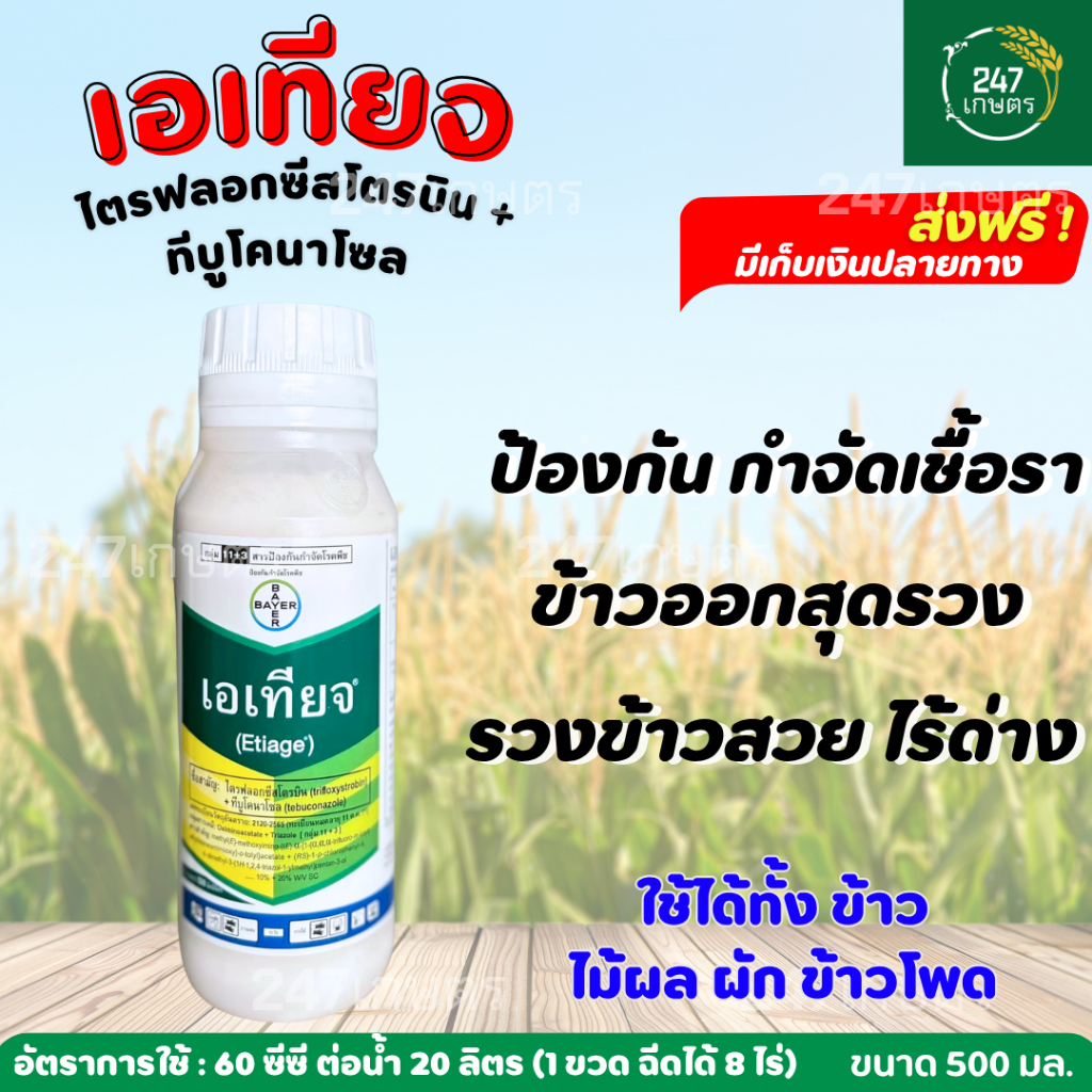 เอเทียจ 500 มล.(ทีบูโคนาโซล+ไตรฟลอกซีสโตรบิน) สารป้องกันกำจัดเชื้อรา ใช้ได้ทั้งข้าว ไม้ผล ผัก ข้าวโพด