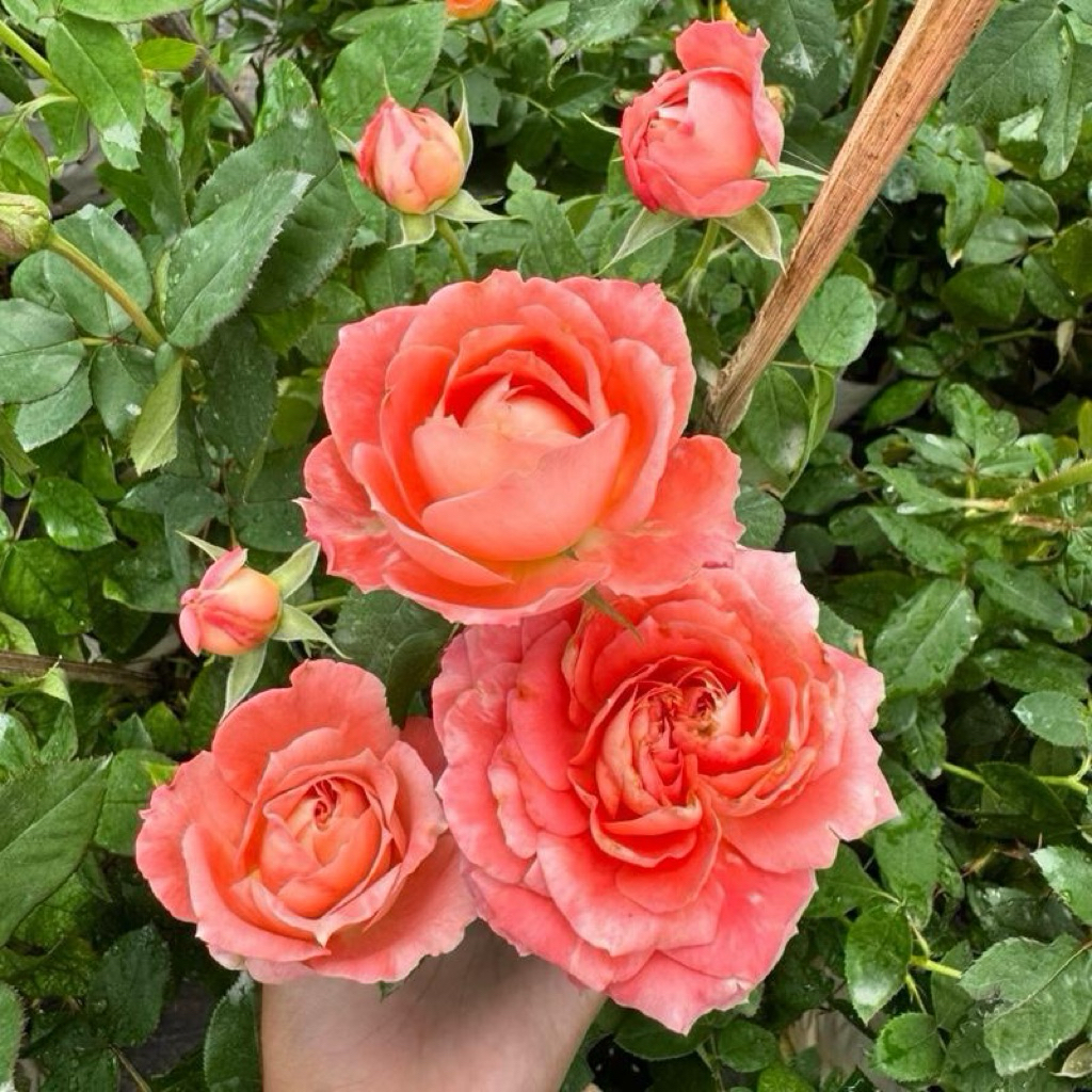กุหลาบสายพันธุ์ปริ้นเซสซากุระ (princess Sakura) สีส้มไม้พุ่มญี่ปุ่น