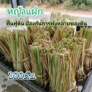 หญ้าแฝก ต้นแฝกฟื้นฟูดิน ป้องกันดินพังทลาย 100ต้น