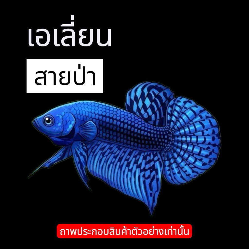 เอเลี่ยน สายป่า สวยแข็งแรง