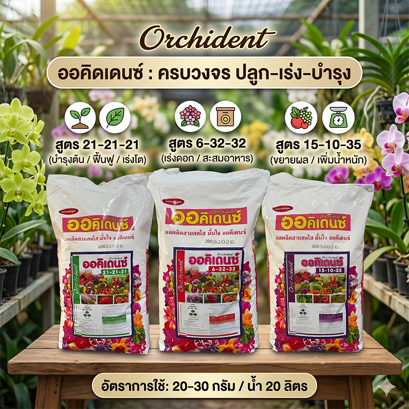 ปุ๋ยเกล็ดออคิเดนซ์3 สูตรคุณภาพ ครบวงจร "ปลูก-เร่ง-บำรุง" ยกกระสอบ 25Kg. By.คิม เกษตรเงินล้าน