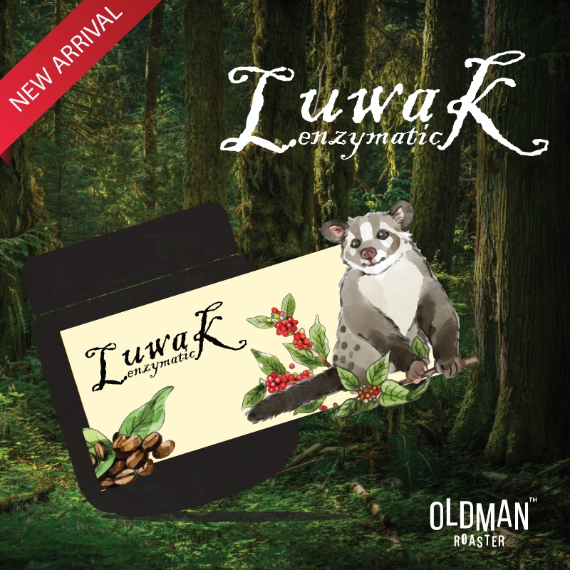 เมล็ดกาแฟ " ขี้ชะมด " LUWAK ENZYMATIC BIOLOGICAL ( Yunnan Civet Cat ) (คั่วอ่อน) LIGHT ROAST by OLDMAN ROASTER