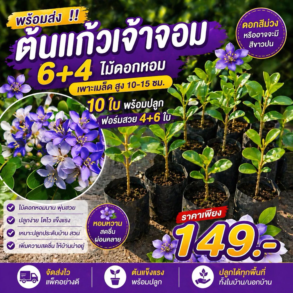 ( พร้อมส่ง ‼️ ) ต้นแก้วเจ้าจอม 6+4 ไม้ดอกหอม 10 ใบ พร้อมปลูก เพาะเมล็ด สูง 10-15 ซม. ฟอร์มสวย ราคาเพียง 149 บาท