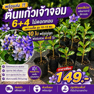 ( พร้อมส่ง ‼️ ) ต้นแก้วเจ้าจอม 6+4 ไม้ดอกหอม 10 ใบ พร้อมปลูก เพาะเมล็ด สูง 10-15 ซม. ฟอร์มสวย ราคาเพียง 149 บาท