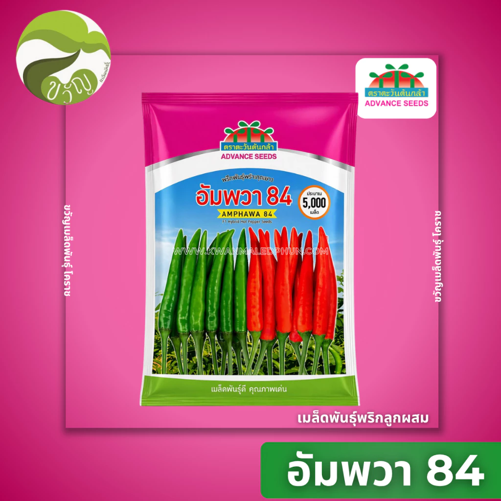 อัมพวา 84 เมล็ดพันธุ์ พริก ลูกผสม พริกอัมพวา ตราตะวันต้นกล้า พันธุ์ใหม่