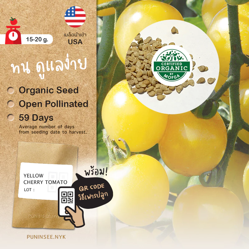 เมล็ดผักนำเข้า มะเขือเทศเชอรี่ สีเหลือง Yellow Cherry Tomato (Organic Seed) ทรงกลม ปันอินทรีย์