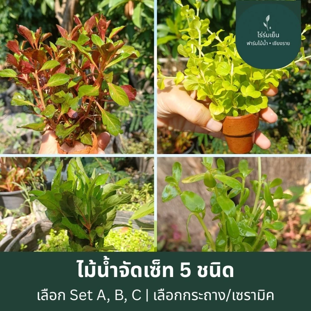 ชุดไม้น้ำรวม ในกระถางดินเผา