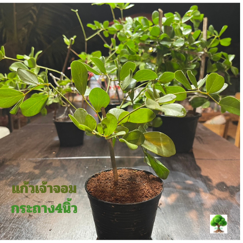 ต้นแก้วเจ้าจอม4+6ใบกิ่งตอนฟอร์มสวยสูง20-30ซม.