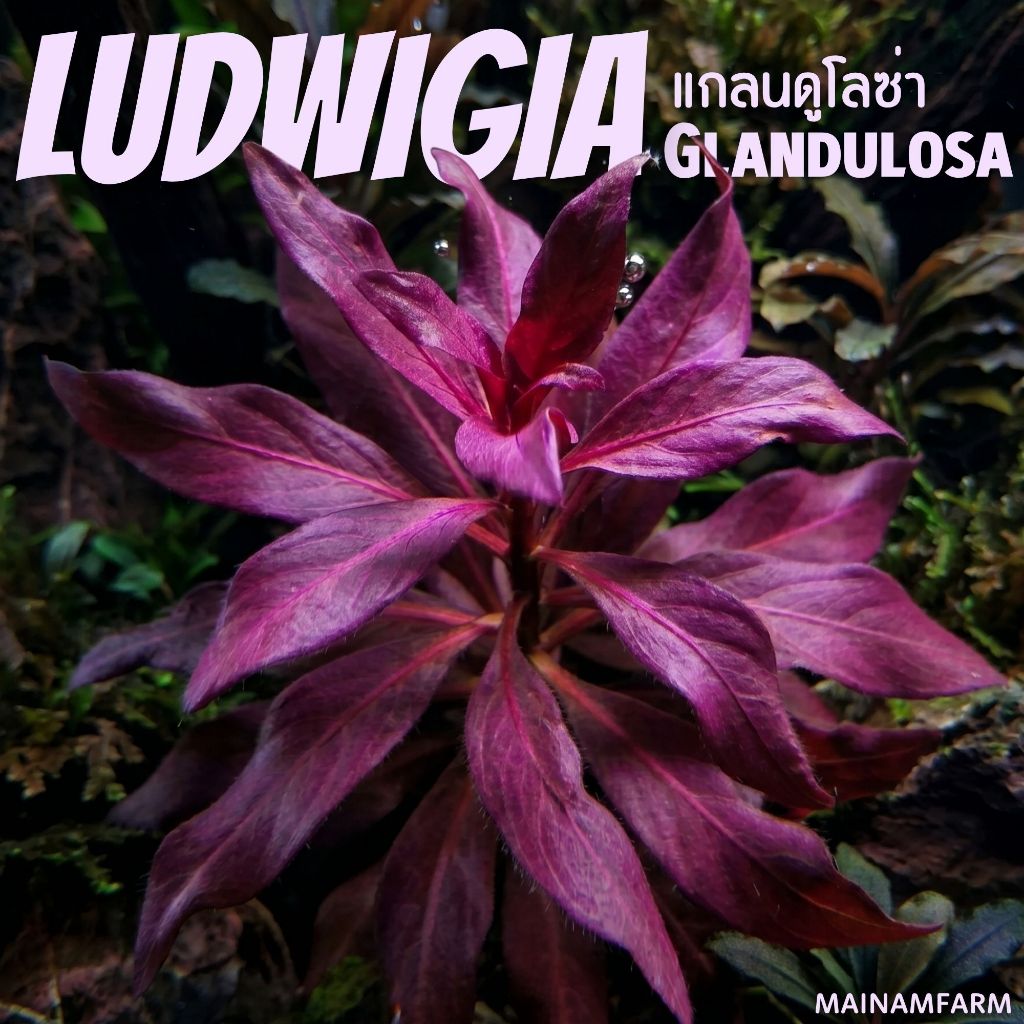 แกลนดูโลซ่า พรรณไม้น้ำสีแดงระดับพรีเมียม (ใบบก) - LUDWIGIA GLANDULOSA ต้นไม้น้ำ