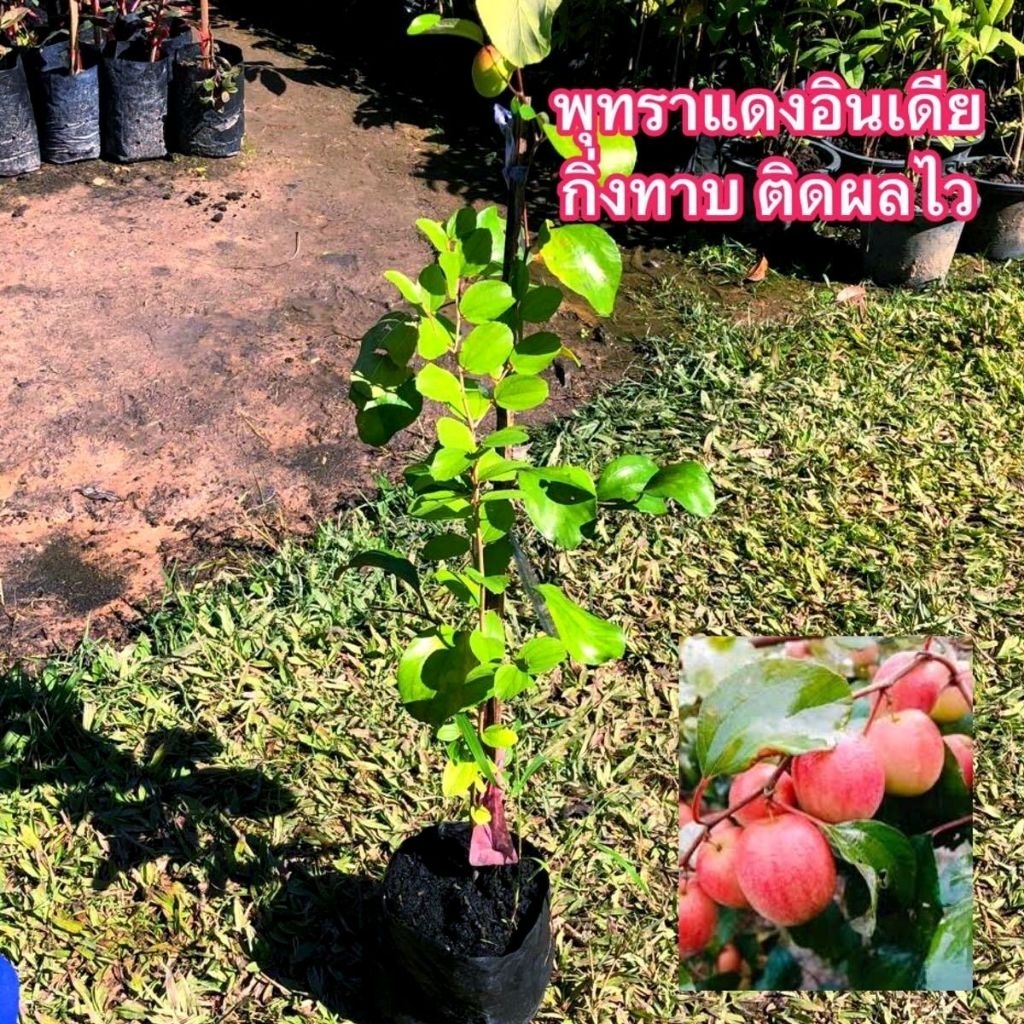 (ขั้นต่ำ2ต้น)ต้นพุทราแดงอินเดีย กิ่งทาบต้นสวยๆ 60-70ซม
