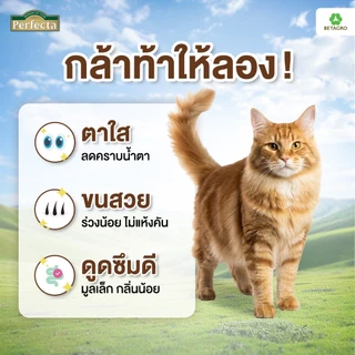 Perfecta อาหารแมว เกรดพรีเมี่ยม แมวโต อายุ 1 ปีขึ้นไป สูตรเลี้ยงในบ้าน เนื้อสดแท้ Human grade ขนาด 1 กก.