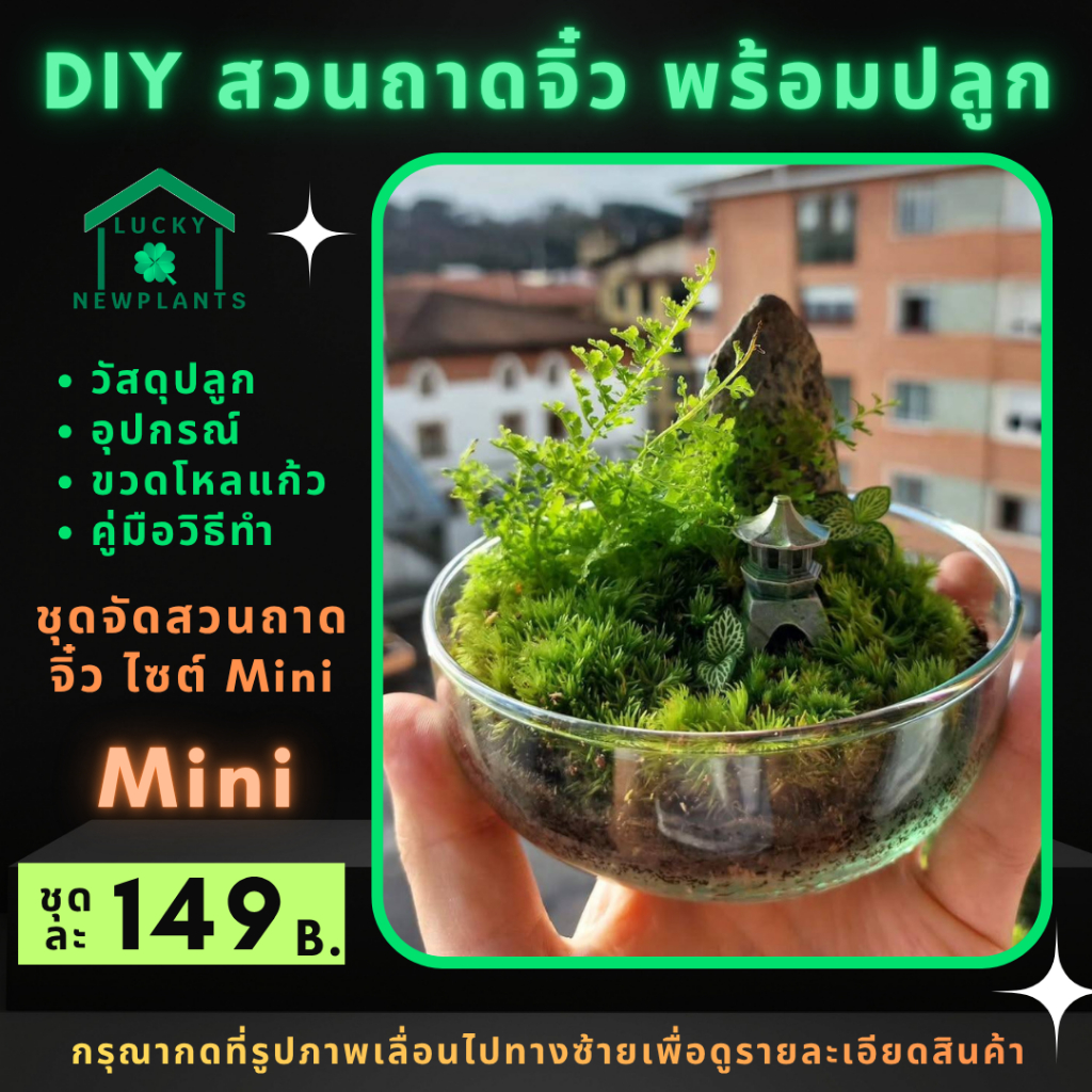 สวนถาดมินิ ในถาดแก้ว ไซต์ mini ราคา 149 บาท