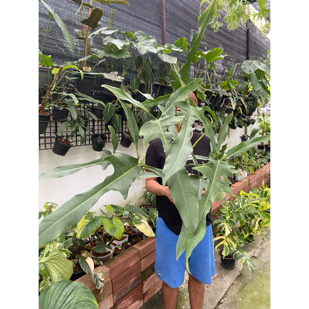 Philodendron longilobatum 'Lelano Miyano' หรือที่นิยมเรียกกันสั้นๆ ว่า "ลองจิ" เป็นไม้สะสมหายาก (Rare item)