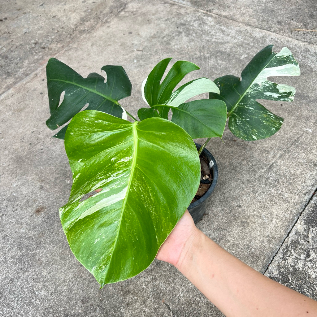 มอนสเตอร่าอัลโบ้ Monstera Albo Variegated ต้น 3-4 ใบ ชำรากฟู ฉ่ำ นาน แข็งแรงพร้อมส่ง