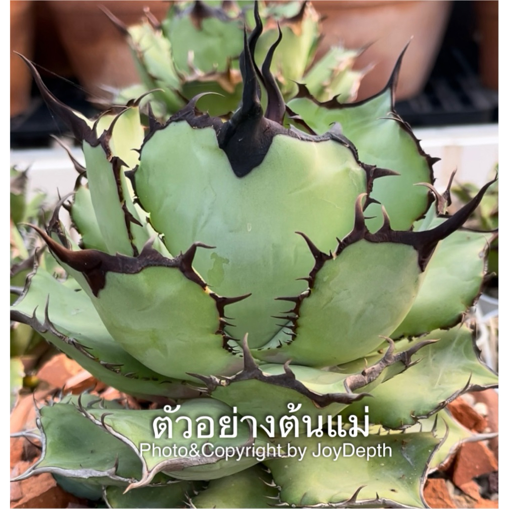 Agave Titanota  Panda/แพนด้า ขายกระถางละ @550/680 ฿