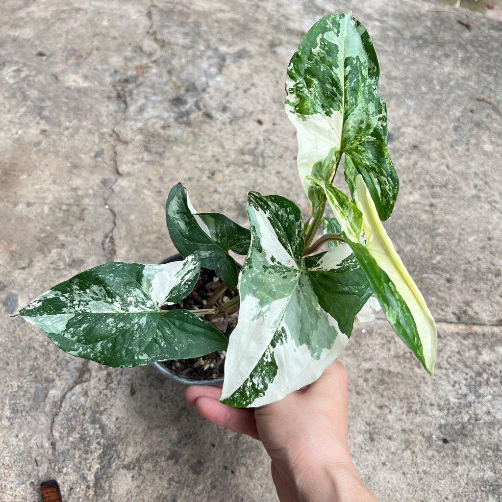 ต้นเงินไหลมาด่างขาว  ด่างชมพู ไม้ตระกูล Syngonium กระถาง 4”- 6” ชำรากแข็งแรง