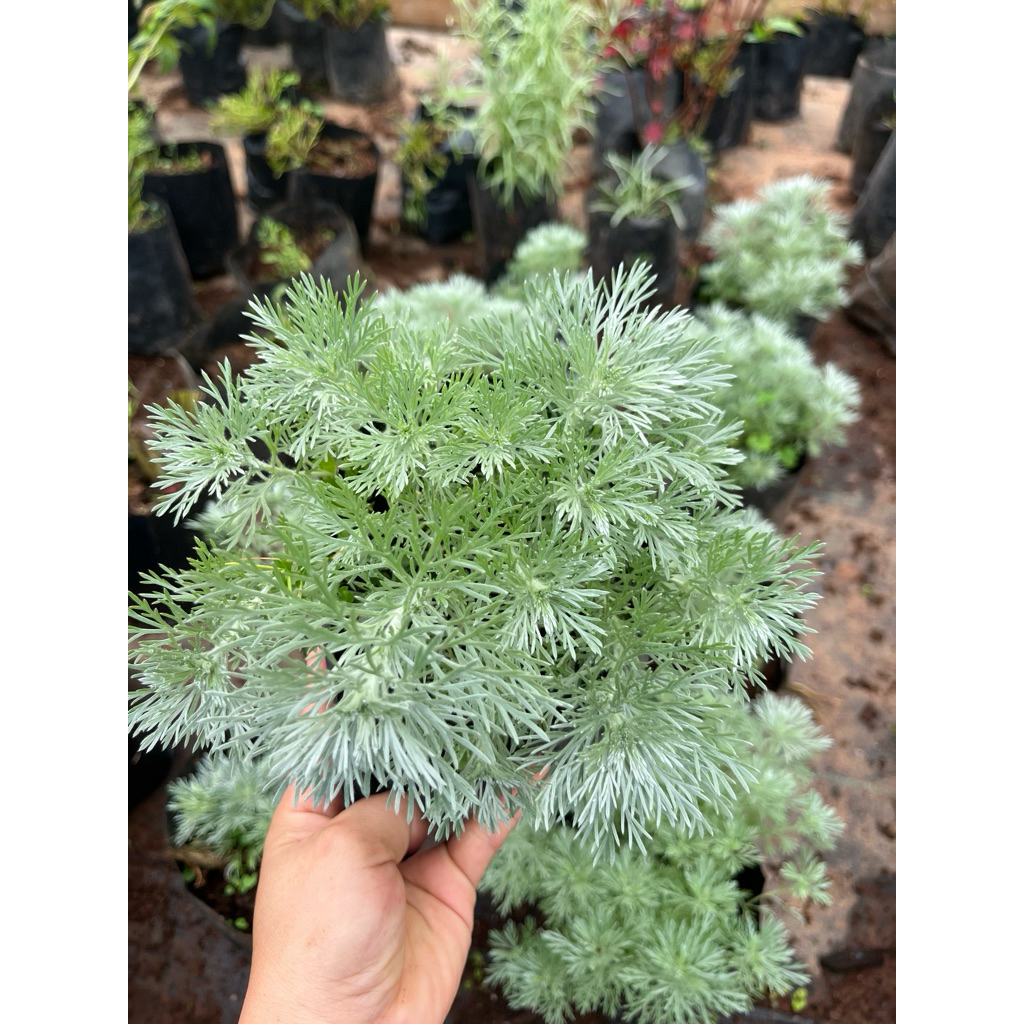 🪴ต้นอาร์เทมีเซีย ซิลเวอร์เมาส์🍀แบบถุงดำ☘️พร้อมส่ง
