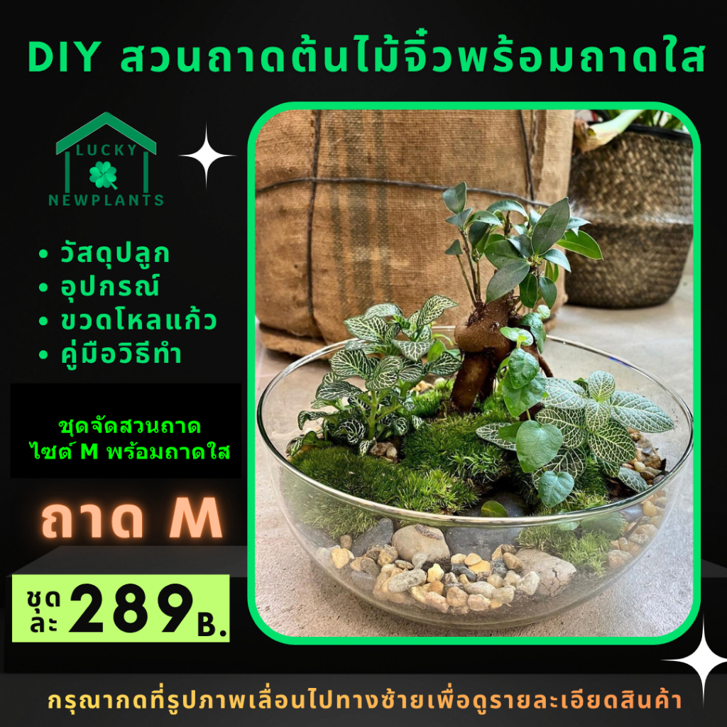 สวนถาด ต้นไม้จิ๋ว DIY เซ็ทละ 289 บาท ถาดแก้วใส
