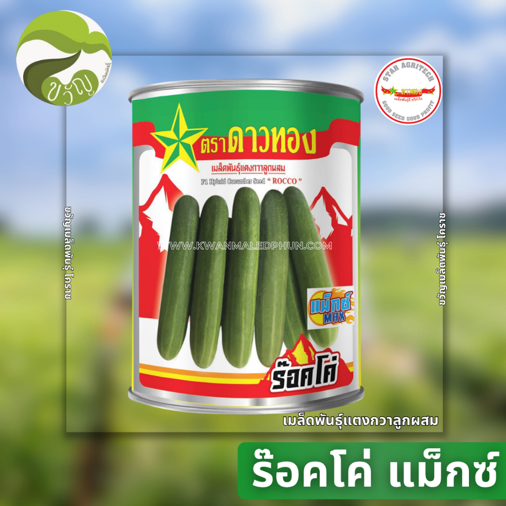 ร๊อคโค่ แม็กซ์ เมล็ดพันธุ์ แตงกวา ลูกผสม ตราดาวทอง ขนาด 100กรัม พันธุ์ใหม่ล่าสุด