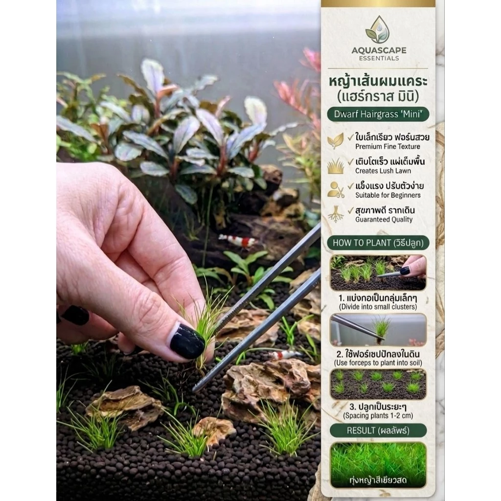 Hairgrass Twist ไม้ปูพื้น ประดับตู้ปลา