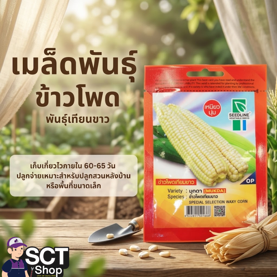 SEEDLINE เมล็ดพันธุ์ข้าวโพด พันธุ์เทียนขาว
