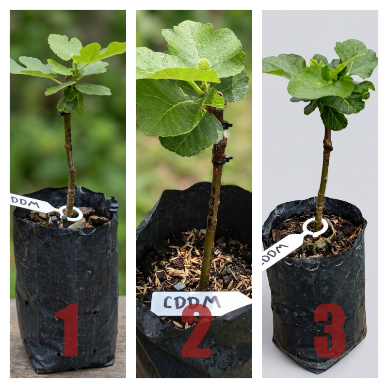 ต้นมะเดื่อฝรั่ง สายพันธุ์ Coll de Dama Mutant (CDDM) Figs ราคา ถูกที่สุด ดีลบีเคเค