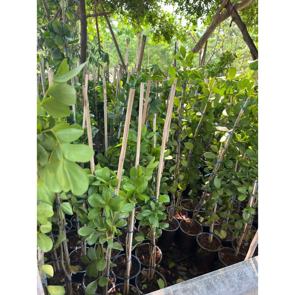 แก้วเจ้าจอมพันธุ์6+4(10ใบ)ขนาด60-90เซน รากแน่นๆ