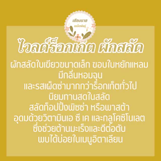 เมล็ดพันธุ์ ไวลด์ร็อกเก็ต 70เมล็ด Wild Rocket Seed เมล็ดพันธุ์แท้100%นำเข้าจากต่างประเทศ ปลูกผัก สวนครัว ถูก ดี ประหยัด