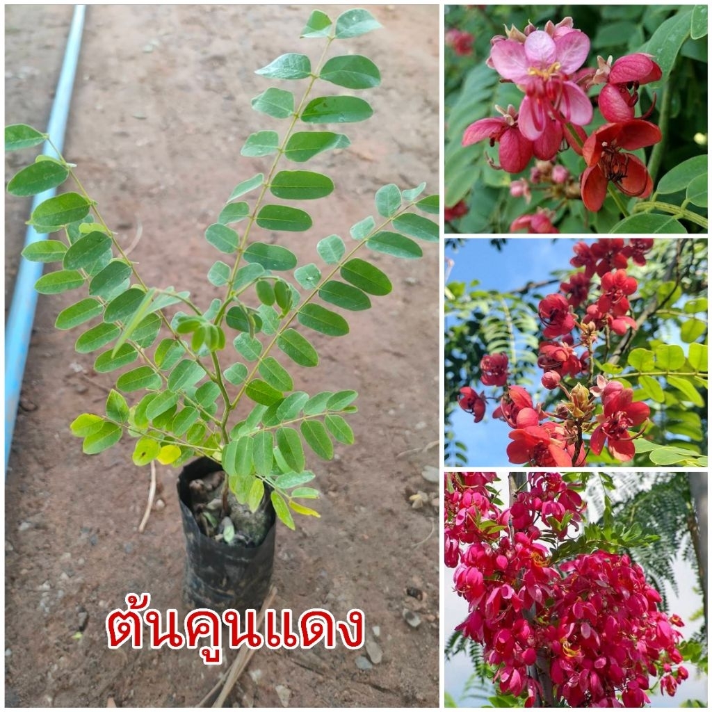 ต้นคูนแดง (ชุดละ 2 ต้น) ออกดอกสีแดงสดเป็นช่อสวยงาม  ต้นเพาะเมล็ด