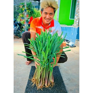 พันธุ์ตะไครหอมคุณภาพ(1ชุด 20 ต้น)