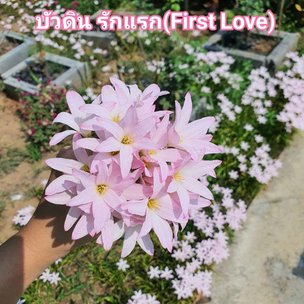 (พร้อมส่ง) บัวดิน พันธุ์รักแรก(First Love)