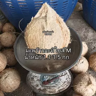 มะพร้าวกะทิ (แบบพร้อมทาน) เนื้อฟู เหนียวนุ่ม สดใหม่ ส่งตรงจากสวนบ้านแพ้ว