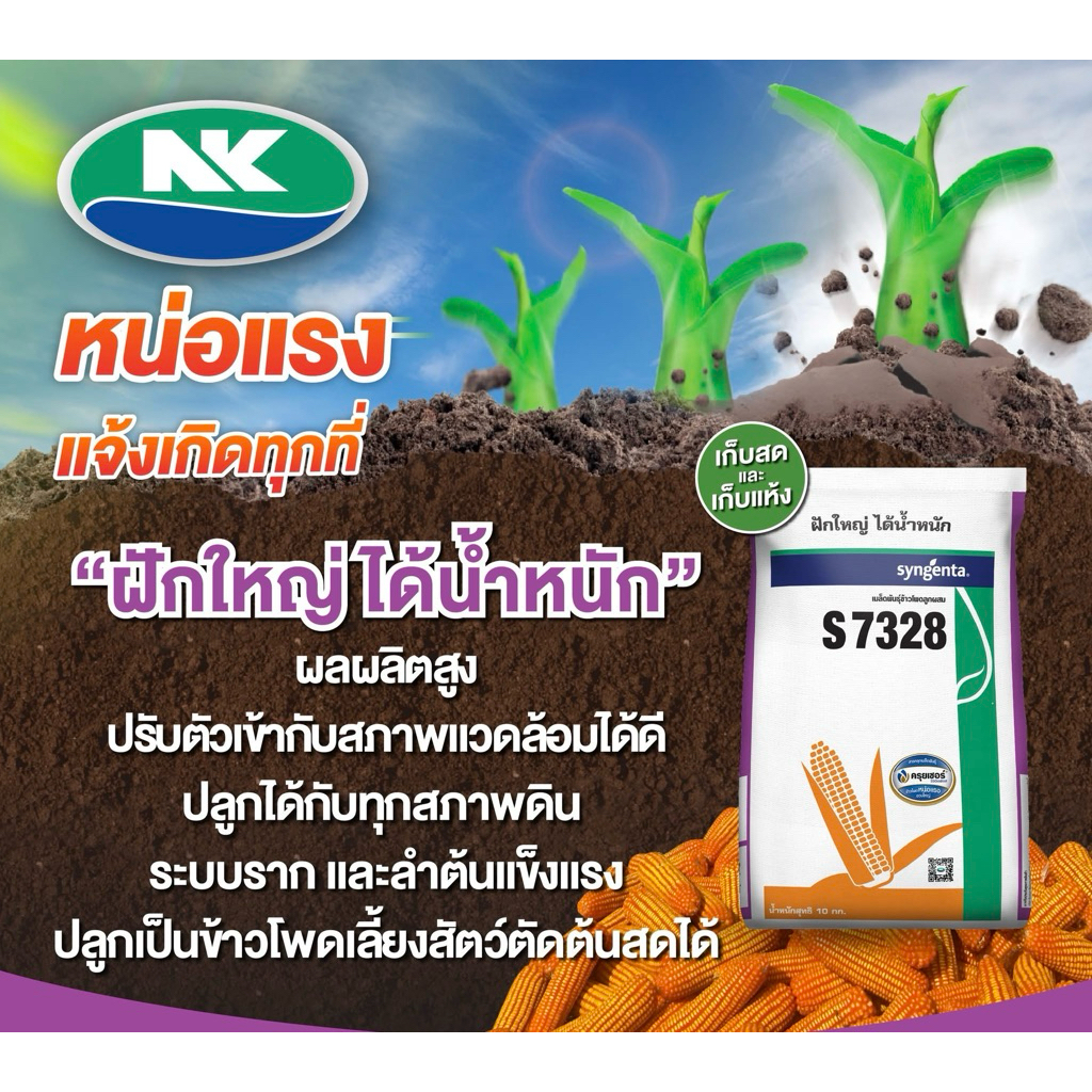 เมล็ดพันธุ์ข้าวโพด NK(เอ็นเค) 7328 3/3.5หุน 10กิโลกรัม ฝักใหญ่ ได้น้ำหนัก ให้ผลผลิตสูง ปรับตัวเข้ากั