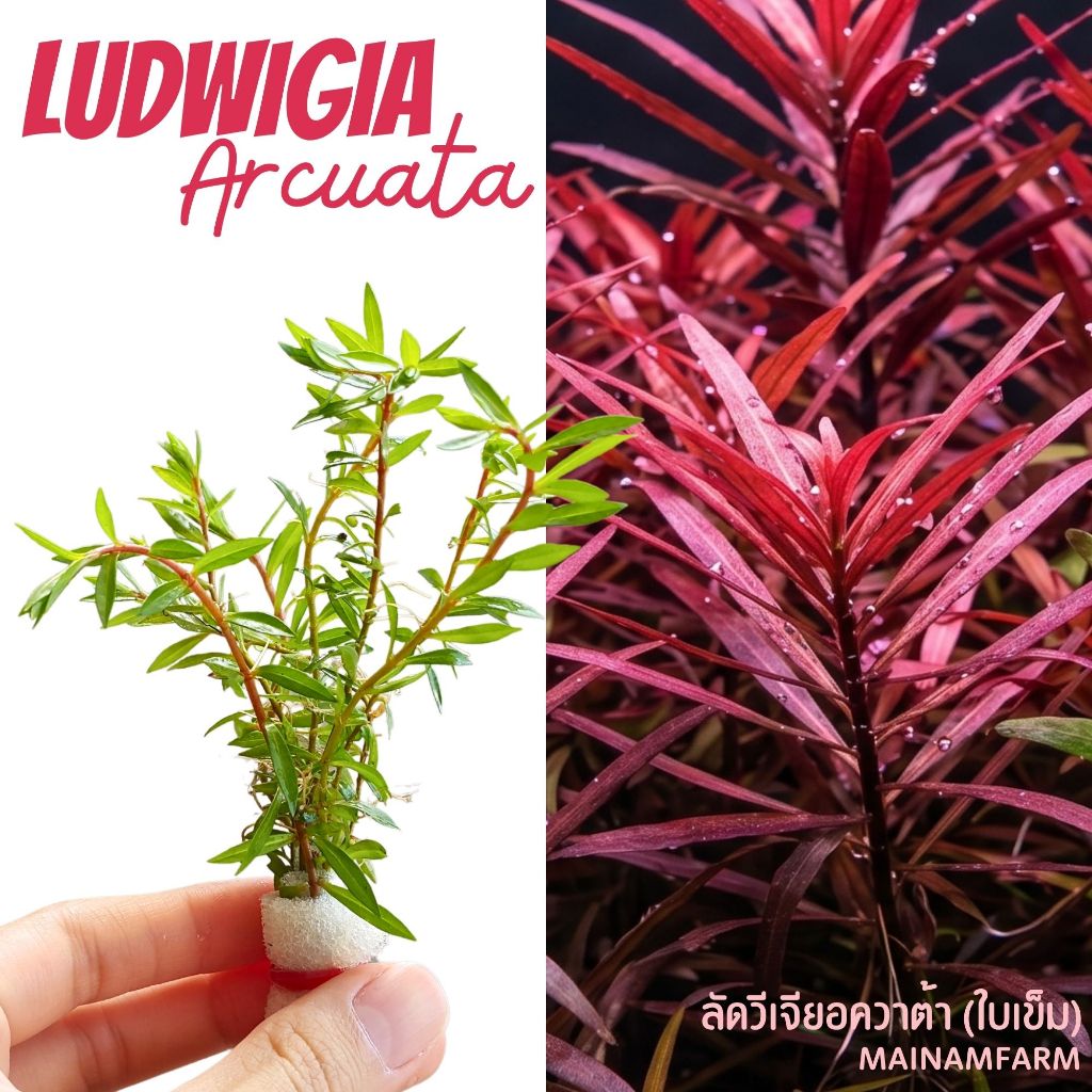 ลัดวีเจียใบเข็ม (อควาต้า) ใบบก 7 ก้าน/มัด – LUDWIGIA ARCUATA ต้นไม้น้ำ