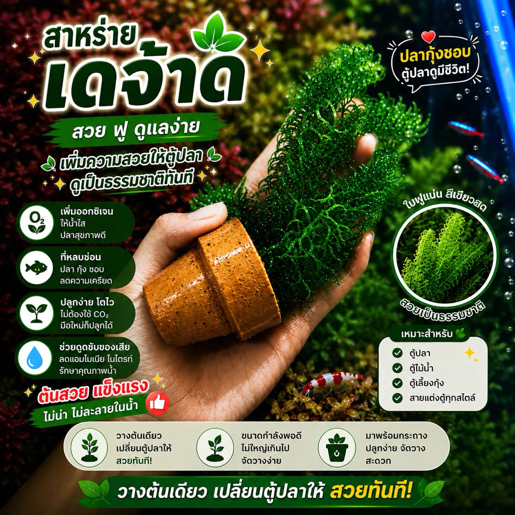 ต้นไม้น้ำพร้อมกระถาง แต่งตู้ปลาซื้อ5แถม1ไม่ใช้co2ค