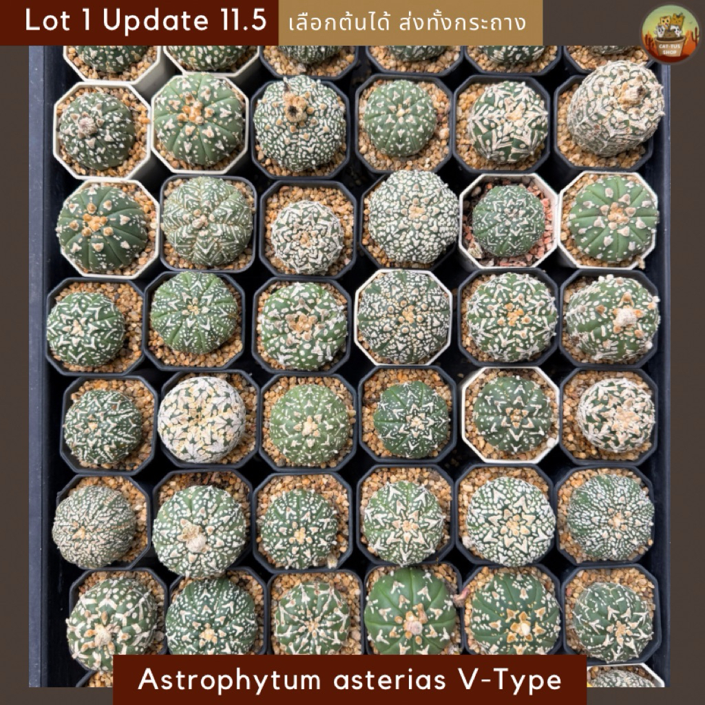 [ Update 11.5 ] Lot-1 Astrophytum asterias Super kabuto " V-Type"  แอสโตรวี  Cactus กระบองเพชร (ส่งทั้งกระถาง)