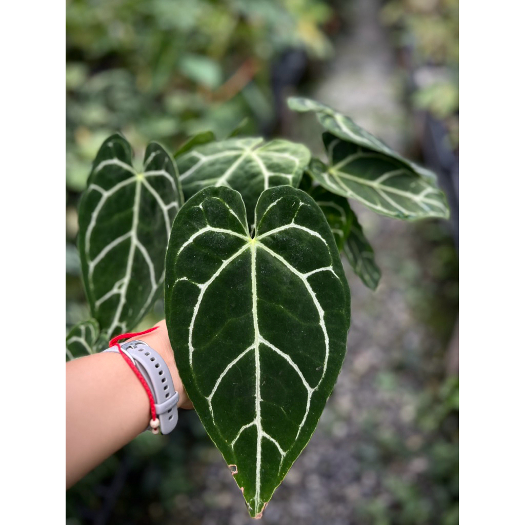 anthurium crystalinum หน้าวัวใบ คริสตัลลินั่ม ไม้ฟอร์มกอ