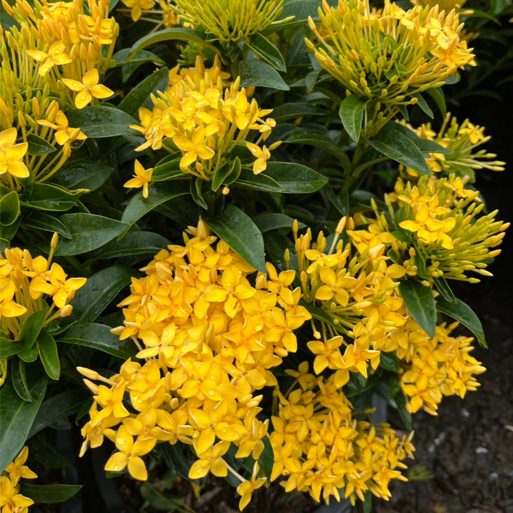 เข็มเหลืองชัชวาล เข็มดอกสีเหลือง สีสันสดใสพุ่มใหญ่ ดูแลง่ายมาก Yellow Ixora, Jungle Flame